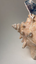 Load and play video in Gallery viewer, Longing Conch
